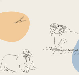 Бесплатный онлайн-курс «Удивительный морж»